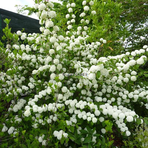 Arbuste viburnum