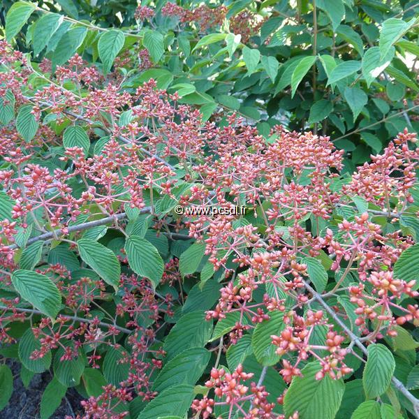 Viburnum plicatum St Keverne (4)