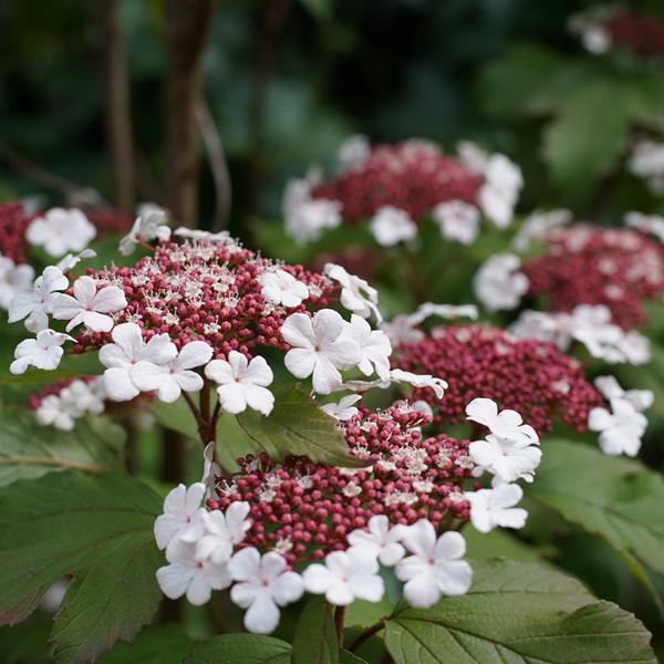 Viburnum sargentii Onondaga (5)