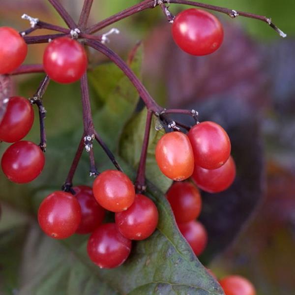 Viburnum trilobum Alfredo