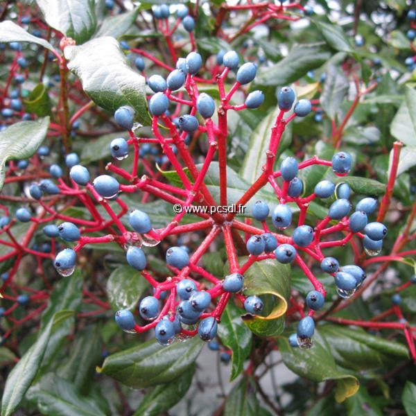 Viburnum x globosum Jermyns Globe (1)