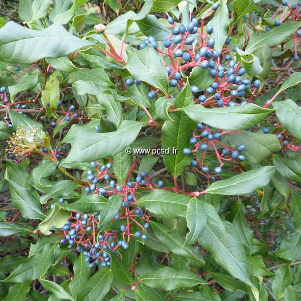 Viburnum x globosum Jermyns Globe (2)