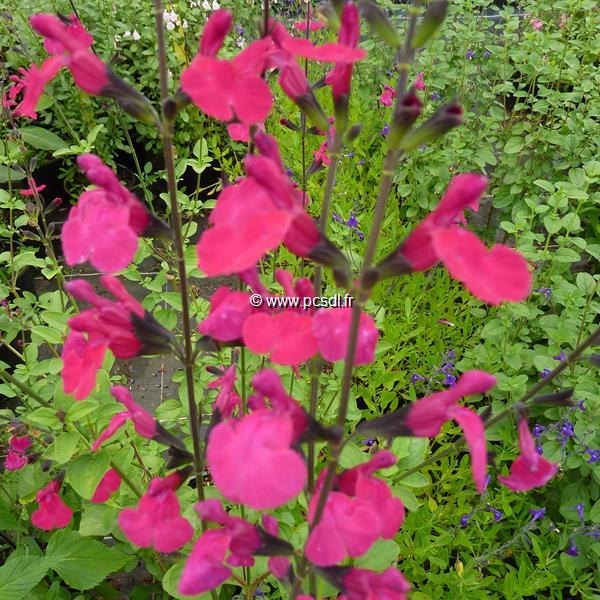 Salvia Fantasia (3)