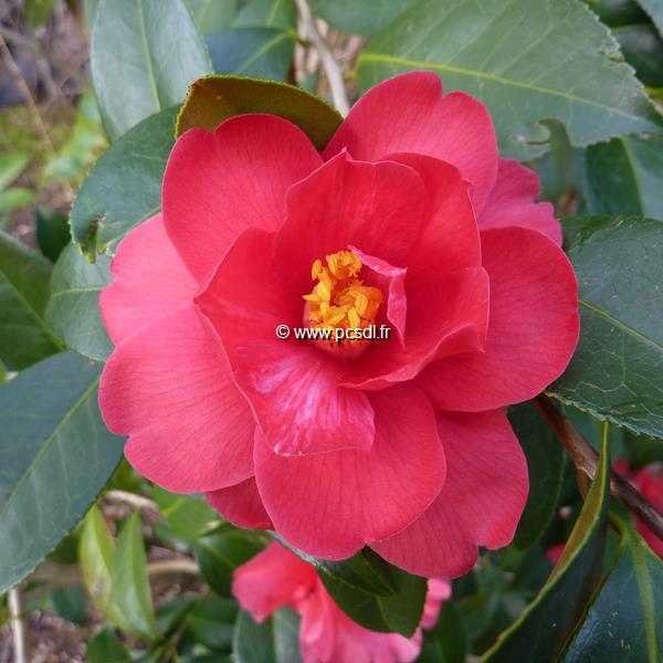 Camellia Freedom Bell (2)