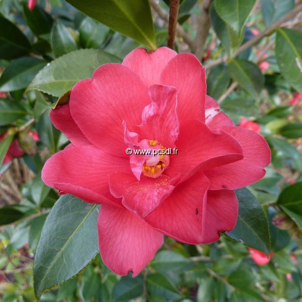 Camellia Freedom Bell (3)