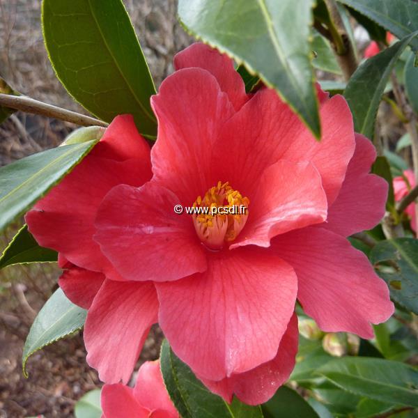 Camellia Freedom Bell