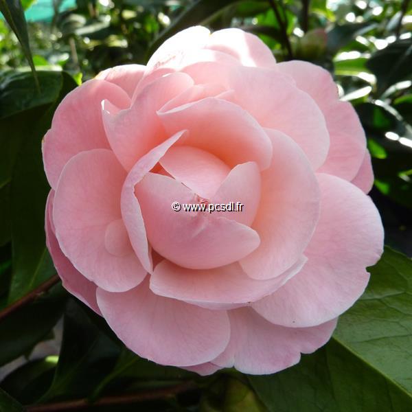 Camellia japonica Nuccios Cameo