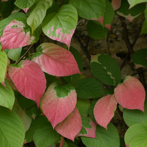 Actinidia kolomikta
