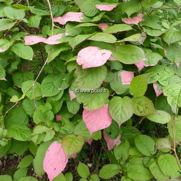 Actinidia kolomikta (1)