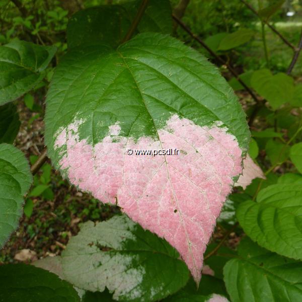 Actinidia kolomikta (2)