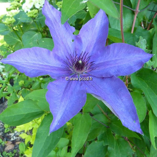 Clematis The President (10)