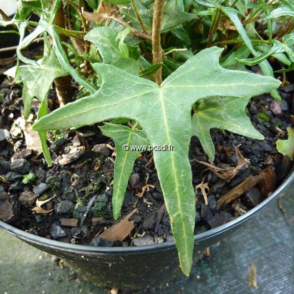 Hedera helix Sagitiifolia (2)