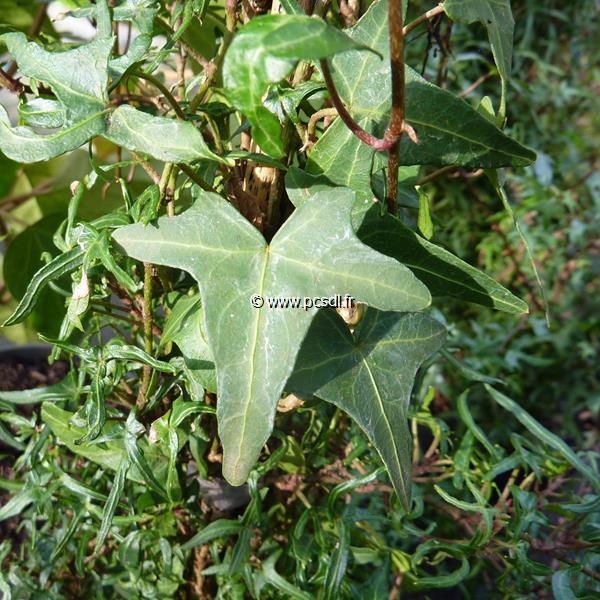 Hedera helix Sagitiifolia (3)