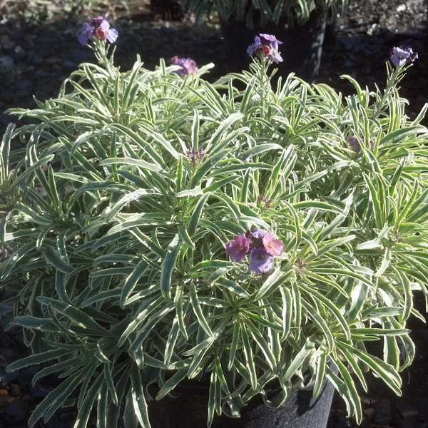 Erysimum linifolium Variegatum (2)
