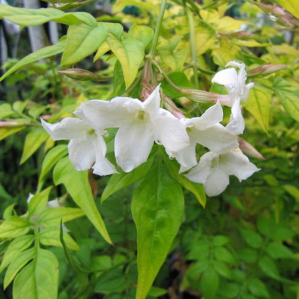 Jasminum officinalis Aureum (4)