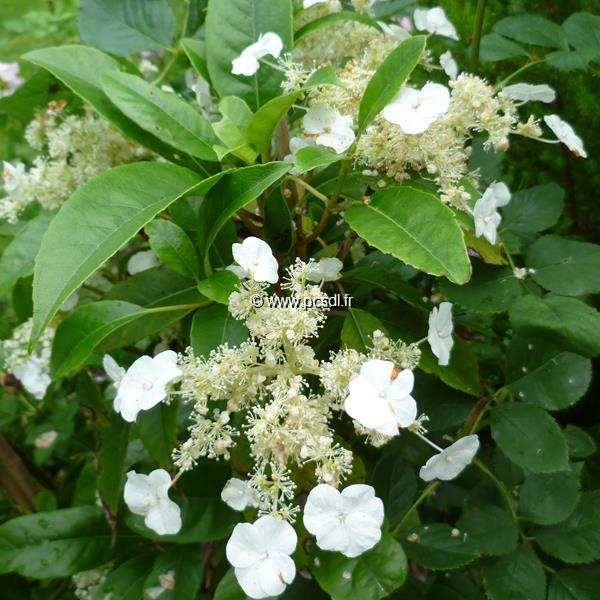 Hydrangea seemannii (3)