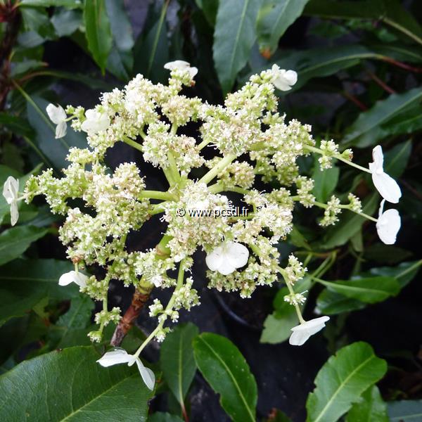 Hydrangea serratifolia