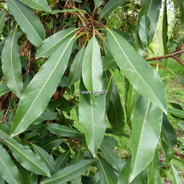 Hydrangea serratifolia (7)