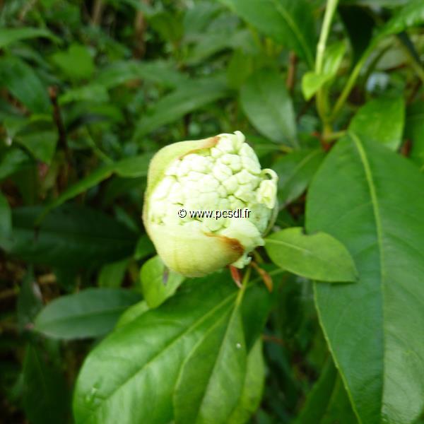 Hydrangea serratifolia (2)