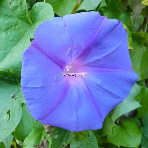 Ipomoea indica (4)