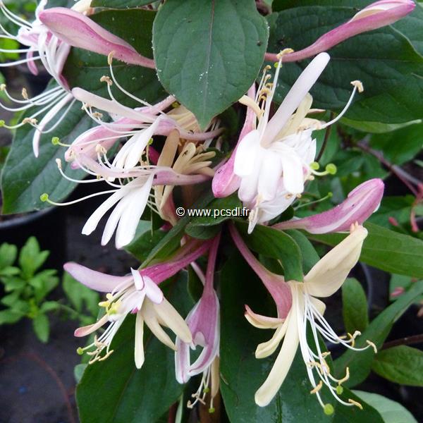 Lonicera japonica Chinensis