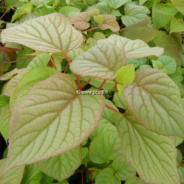 Schizophragma hydrangeoides Moonlight