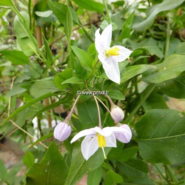 Solanum laxum