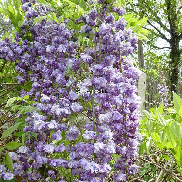Wisteria floribunda Violacea Plena
