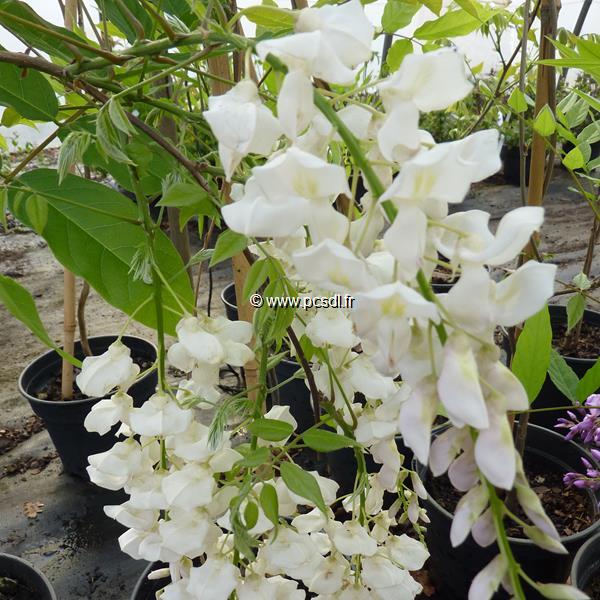 Wisteria sinensis Alba