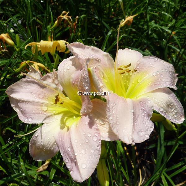 Hemerocallis Catherine Loodbury (1)