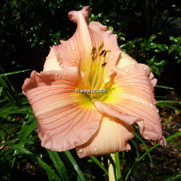 Hemerocallis China Bride