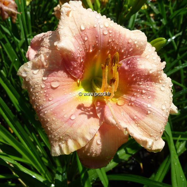 Hemerocallis Janice Brown