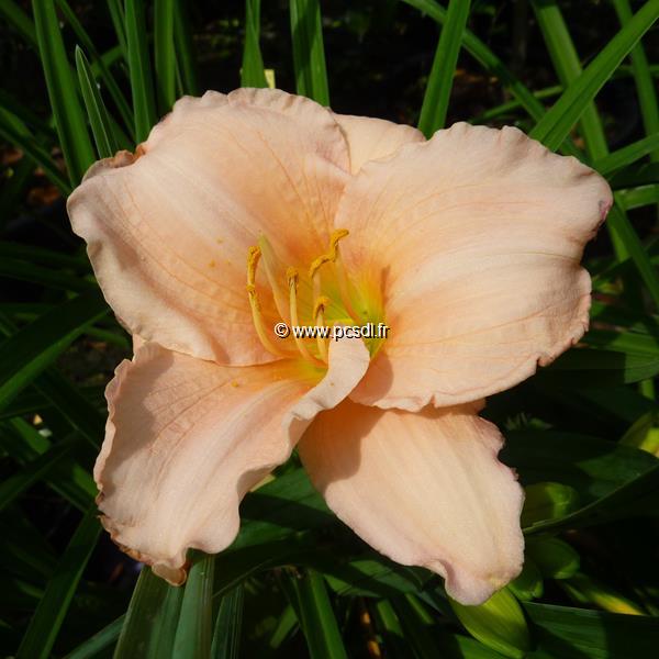 Hemerocallis On and On