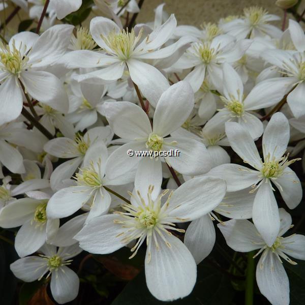 Clematis armandii (6)