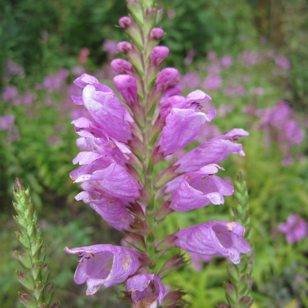 Physostegia virginiana Vivid (2)