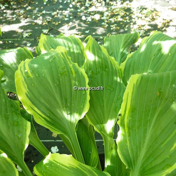 Hosta Delivrance (1)