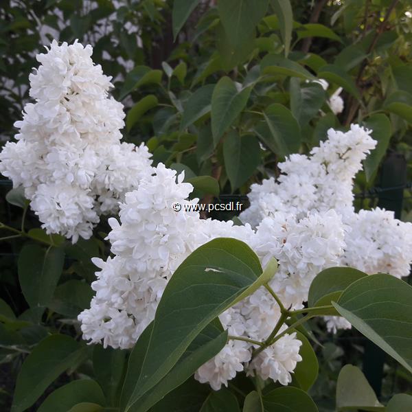 Syringa vulgaris Mme lemoine (4)