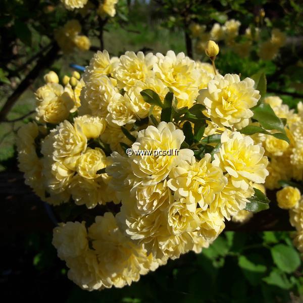 Rosa banksiae Lutea (2)