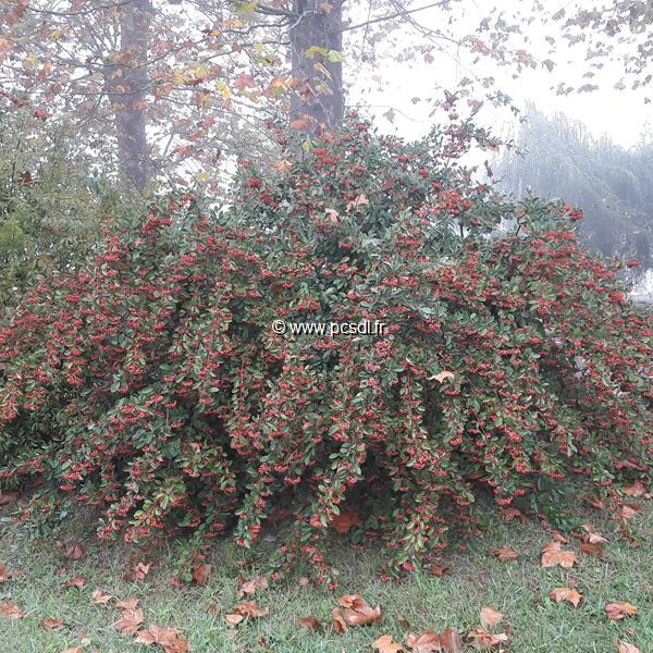 Cotoneaster lacteus