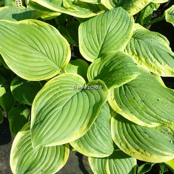 Hosta Fragrant Dream