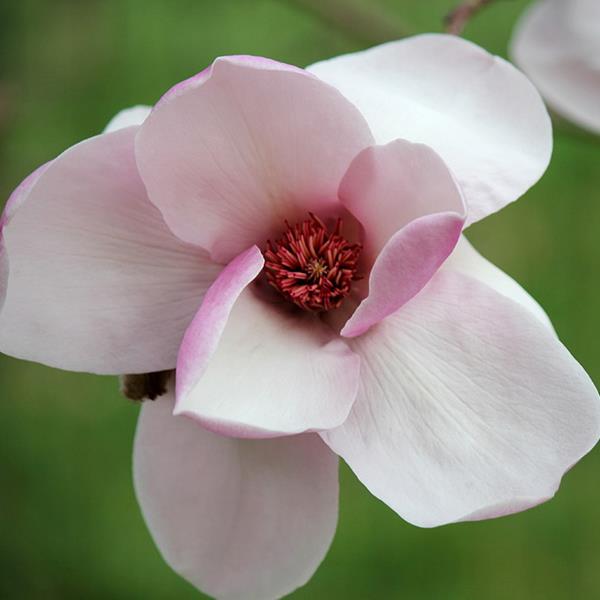 Magnolia Iolanthe (2)