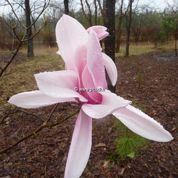 Magnolia Star Wars (13)