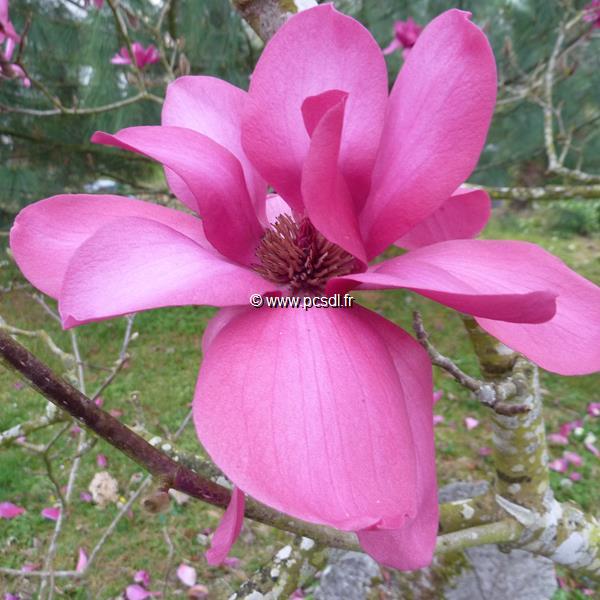 Magnolia Vulcan (16)