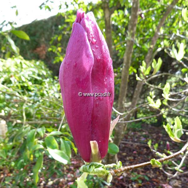 Magnolia liliiflora Nigra