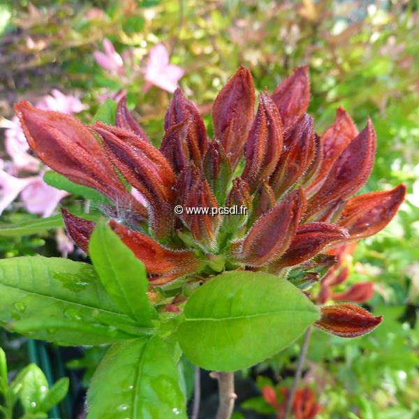 Rhododendron Hotspur Red (1)