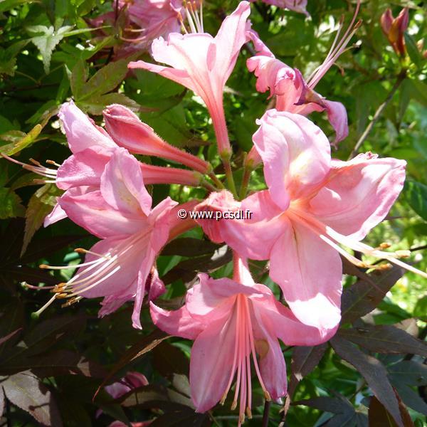 Rhododendron Jolie Madame (1)
