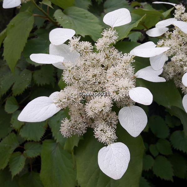 Schizophragma hydrangeoides Koreana (4)