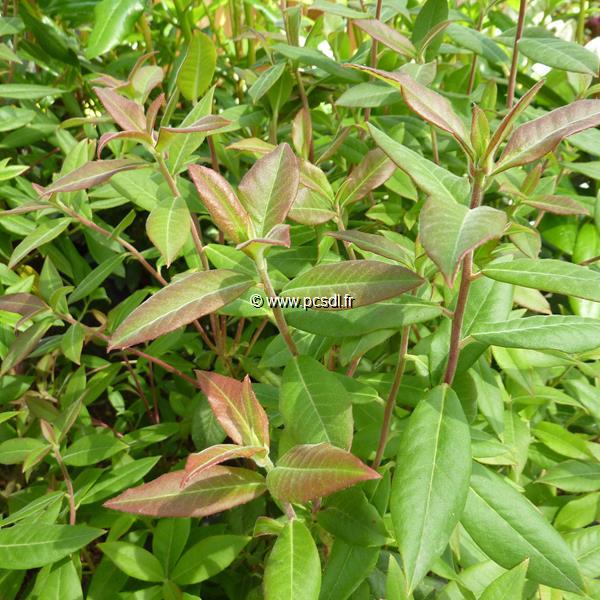 Rhododendron augustinii Carolles