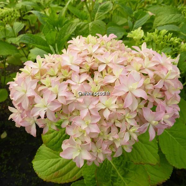 Hydrangea macrophylla Inspire