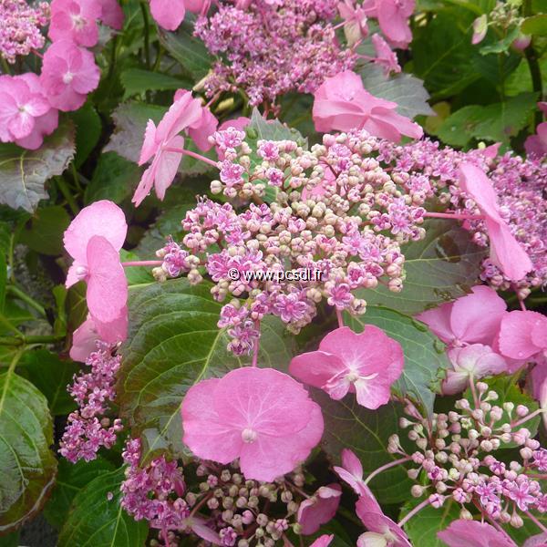 Hydrangea serrata Cotton Candy